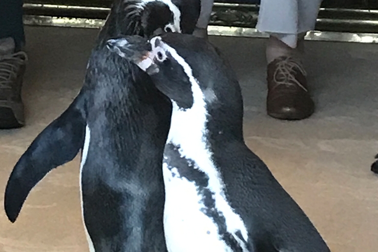 Penguins in the drawing room